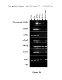 Polycistronic Vector for Human Induced Pluripotent Stem Cell Production diagram and image