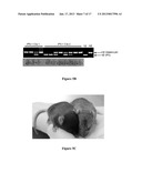 Polycistronic Vector for Human Induced Pluripotent Stem Cell Production diagram and image