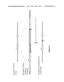 Polycistronic Vector for Human Induced Pluripotent Stem Cell Production diagram and image