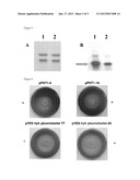 METHODS OF INCREASING YIELDS OF PLEUROMUTILINS diagram and image