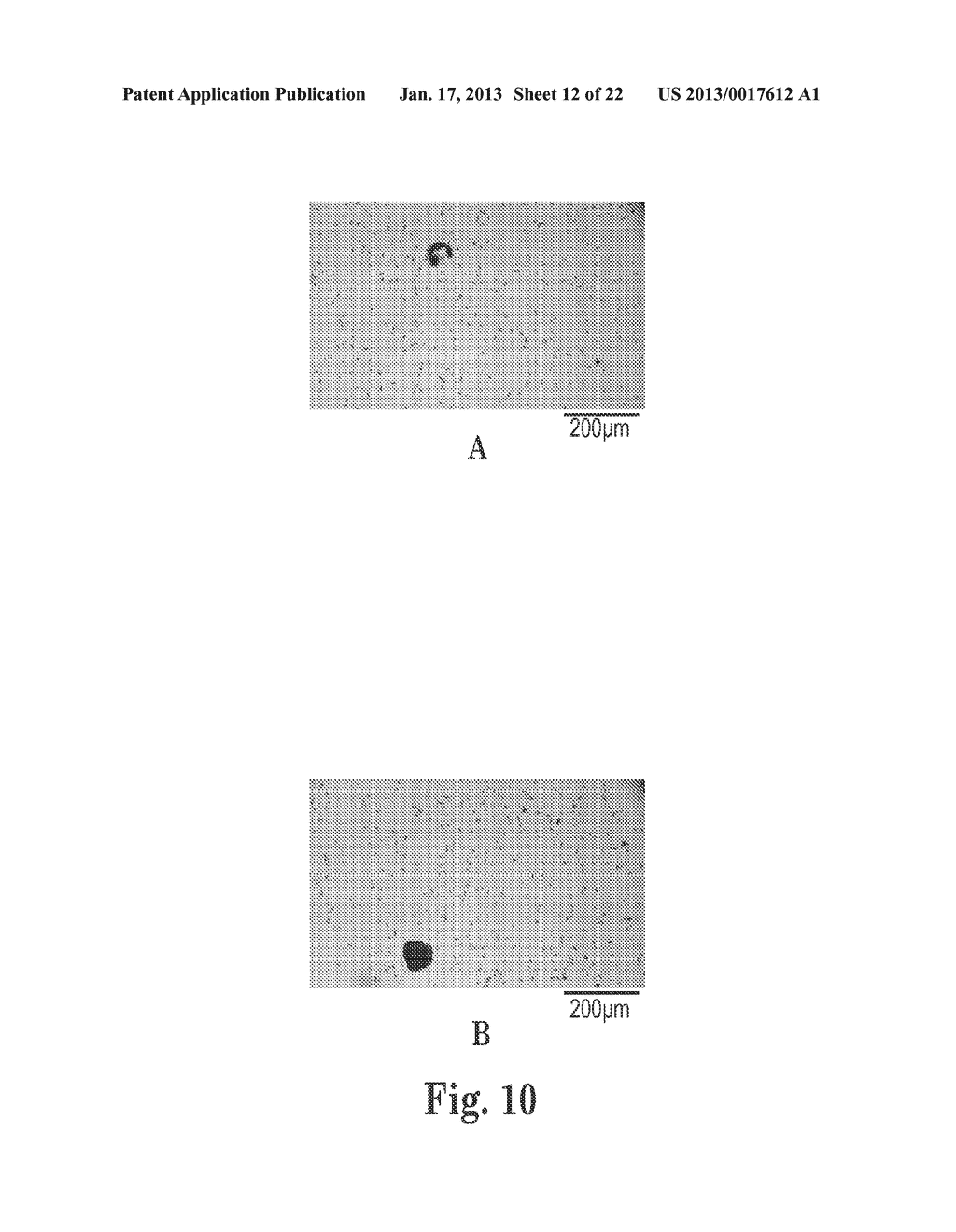 pH-Sensitive Microparticles with Matrix-Dispersed Active Agent - diagram, schematic, and image 13