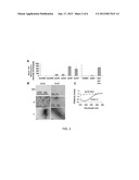 PEPTIDE PROBE FOR RAPID AND SPECIFIC DETECTION OF AMYLOID AGGREGATION diagram and image