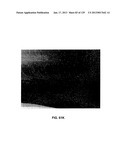 CHEMICALLY-SENSITIVE FIELD EFFECT TRANSISTOR BASED PIXEL ARRAY WITH     PROTECTION DIODES diagram and image