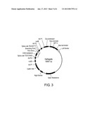 METHODS AND MEANS FOR PRODUCING EFFICIENT SILENCING CONSTRUCT USING     RECOMBINATIONAL CLONING diagram and image