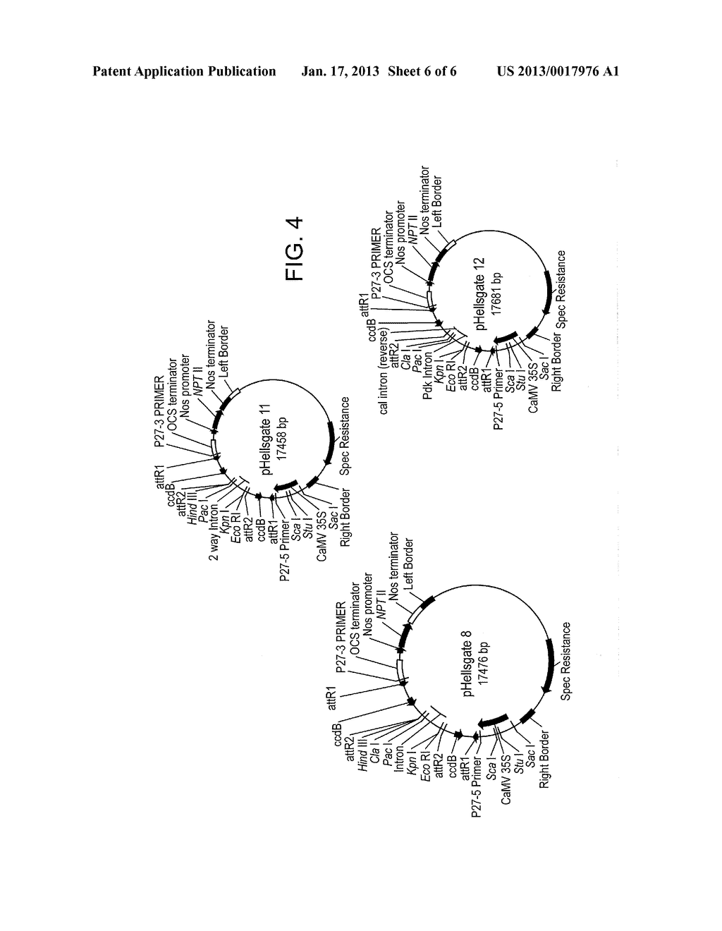 METHODS AND MEANS FOR PRODUCING EFFICIENT SILENCING CONSTRUCT USING     RECOMBINATIONAL CLONING - diagram, schematic, and image 07