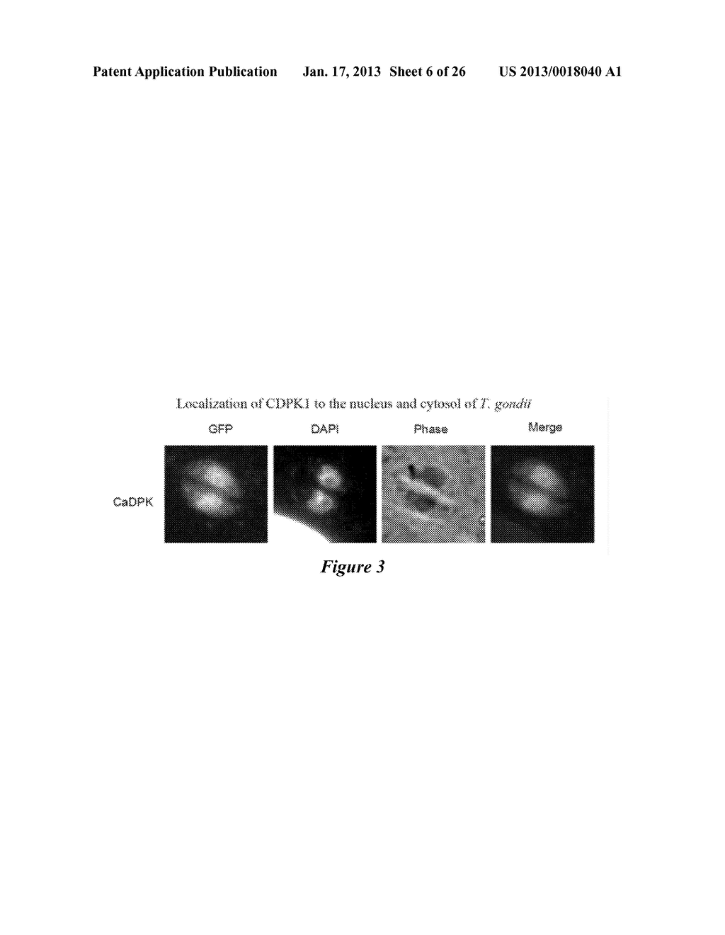 Compositions And Methods For Treating Toxoplasmosis, Cryptosporidiosis,     And Other Apicomplexan Protozoan Related Diseases - diagram, schematic, and image 07