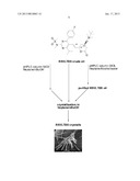 PROCESSES FOR THE PREPARATION OF KEY INTERMEDIATE FOR THE SYNTHESIS OF     ROSUVASTATIN OR PHARMACEUTICALLY ACCEPTABLE SALTS THEREOFAANM Andrensek; SamoAACI LjubljanaAACO SIAAGP Andrensek; Samo Ljubljana SIAANM Anzel; JolandaAACI LjubljanaAACO SIAAGP Anzel; Jolanda Ljubljana SIAANM Hocevar; MarjetaAACI LjubljanaAACO SIAAGP Hocevar; Marjeta Ljubljana SIAANM Casar; ZdenkoAACI LjubljanaAACO SIAAGP Casar; Zdenko Ljubljana SI diagram and image