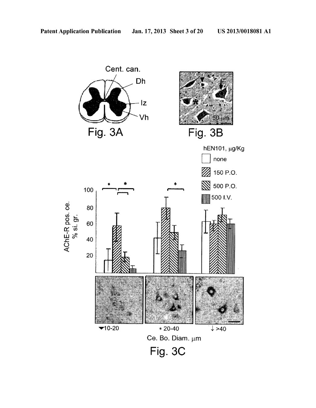 AChE ANTISENSE OLIGONUCLEOTIDE AS AN ANTI-INFLAMMATORY AGENT - diagram, schematic, and image 04