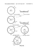 Production of Sialylated N-Glycans in Lower Eukaryotes diagram and image