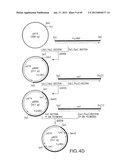 Production of Sialylated N-Glycans in Lower Eukaryotes diagram and image