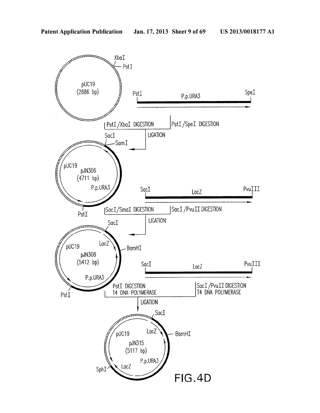 Production of Sialylated N-Glycans in Lower Eukaryotes - diagram, schematic, and image 10