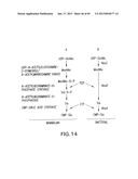 Production of Sialylated N-Glycans in Lower Eukaryotes diagram and image