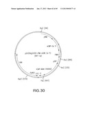 Production of Sialylated N-Glycans in Lower Eukaryotes diagram and image