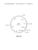 Production of Sialylated N-Glycans in Lower Eukaryotes diagram and image