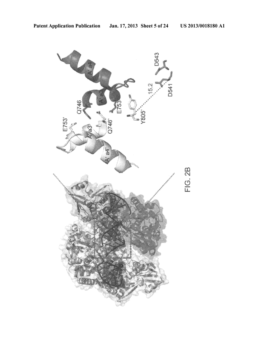 CRYSTALS OF HUMAN TOPOISOMERASE II-DNA BINARY COMPLEX, METHODS FOR     PREPARING THE SAME AND USES THEREOF - diagram, schematic, and image 06