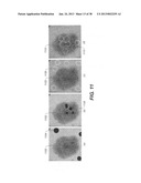 METHOD AND SYSTEM FOR TOOTH SEGMENTATION IN DENTAL IMAGES diagram and image