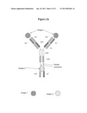 TRIVALENT, BISPECIFIC ANTIBODIES diagram and image