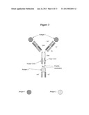 TRIVALENT, BISPECIFIC ANTIBODIES diagram and image