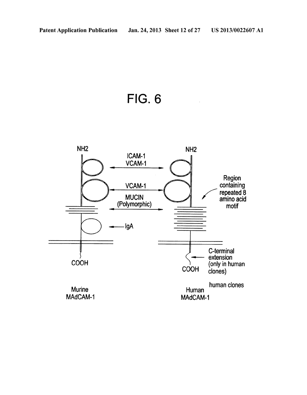 MUCOSAL VASCULAR ADDRESSINS AND USES THEREOF - diagram, schematic, and image 13