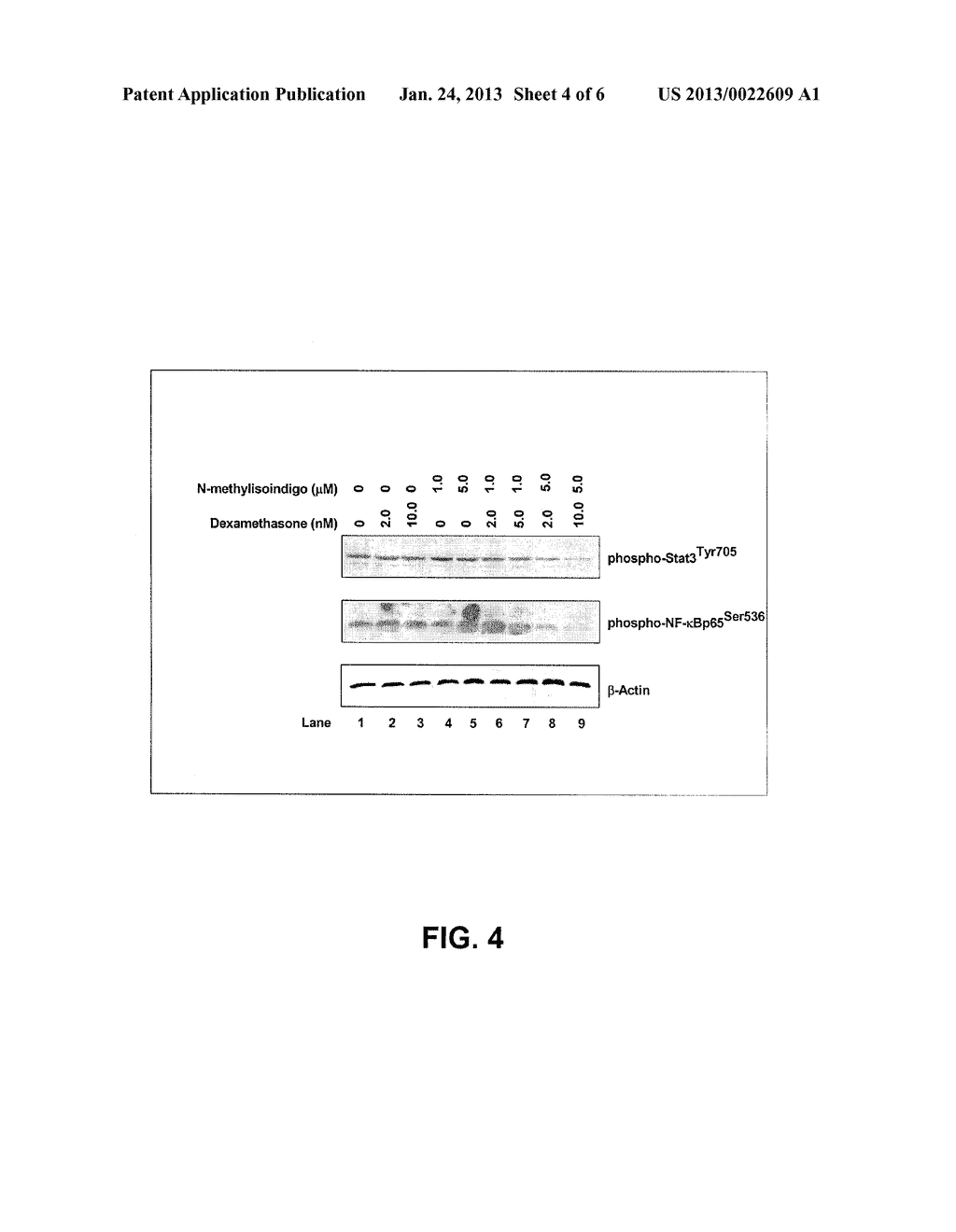 METHOD OF TREATING ANDROGEN INDEPENDENT PROSTATE CANCER - diagram, schematic, and image 05