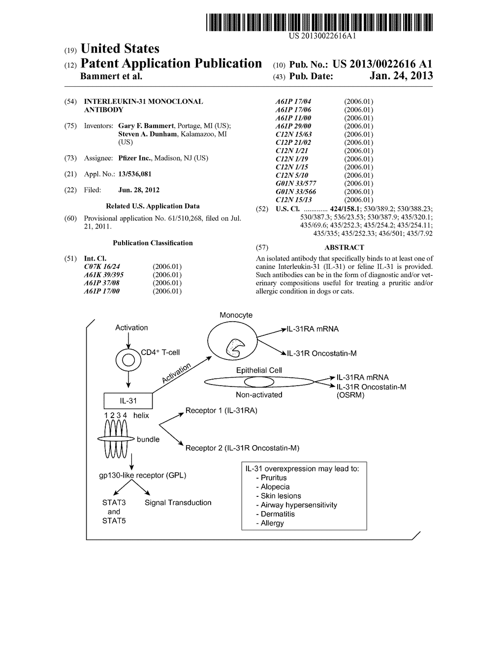 Interleukin-31 Monoclonal Antibody - diagram, schematic, and image 01