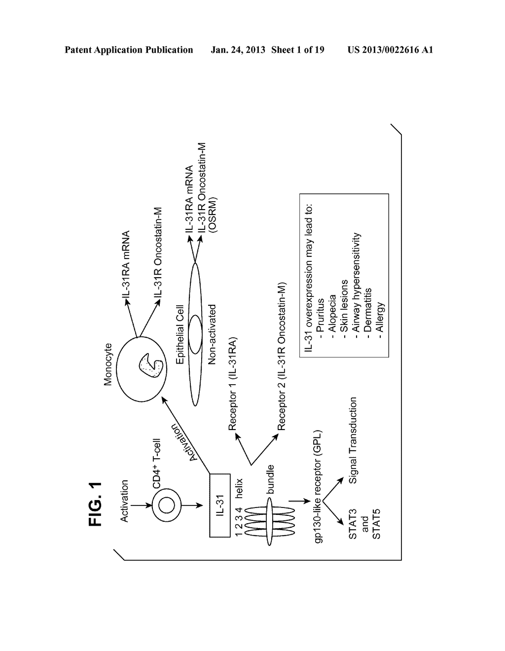 Interleukin-31 Monoclonal Antibody - diagram, schematic, and image 02