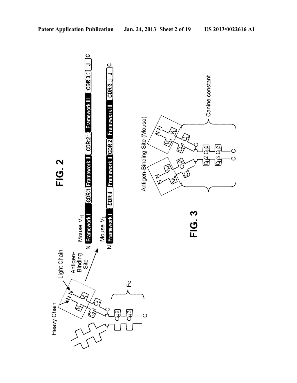 Interleukin-31 Monoclonal Antibody - diagram, schematic, and image 03