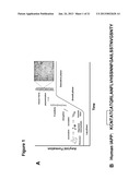 ASSAYS AND METHODS PERTAINING TO PRE-AMYLOID INTERMEDIATES diagram and image