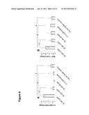 ASSAYS AND METHODS PERTAINING TO PRE-AMYLOID INTERMEDIATES diagram and image