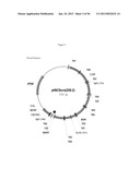 RECOMBINANT FELINE LEUKEMIA VIRUS VACCINE CONTAINING OPTIMIZED FELINE     LEUKEMIA VIRUS ENVELOPE GENE diagram and image