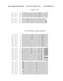 RECOMBINANT FELINE LEUKEMIA VIRUS VACCINE CONTAINING OPTIMIZED FELINE     LEUKEMIA VIRUS ENVELOPE GENE diagram and image