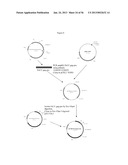 RECOMBINANT FELINE LEUKEMIA VIRUS VACCINE CONTAINING OPTIMIZED FELINE     LEUKEMIA VIRUS ENVELOPE GENE diagram and image