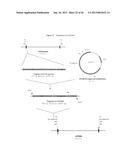 RECOMBINANT FELINE LEUKEMIA VIRUS VACCINE CONTAINING OPTIMIZED FELINE     LEUKEMIA VIRUS ENVELOPE GENE diagram and image