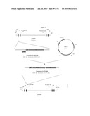 RECOMBINANT FELINE LEUKEMIA VIRUS VACCINE CONTAINING OPTIMIZED FELINE     LEUKEMIA VIRUS ENVELOPE GENE diagram and image