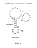 NUCLEIC ACID MOLECULE HAVING AFFINITY TO RODENT-DERIVED IgG ANTIBODY,     BINDER, DETECTION REAGENT, AND DETECTION KIT diagram and image