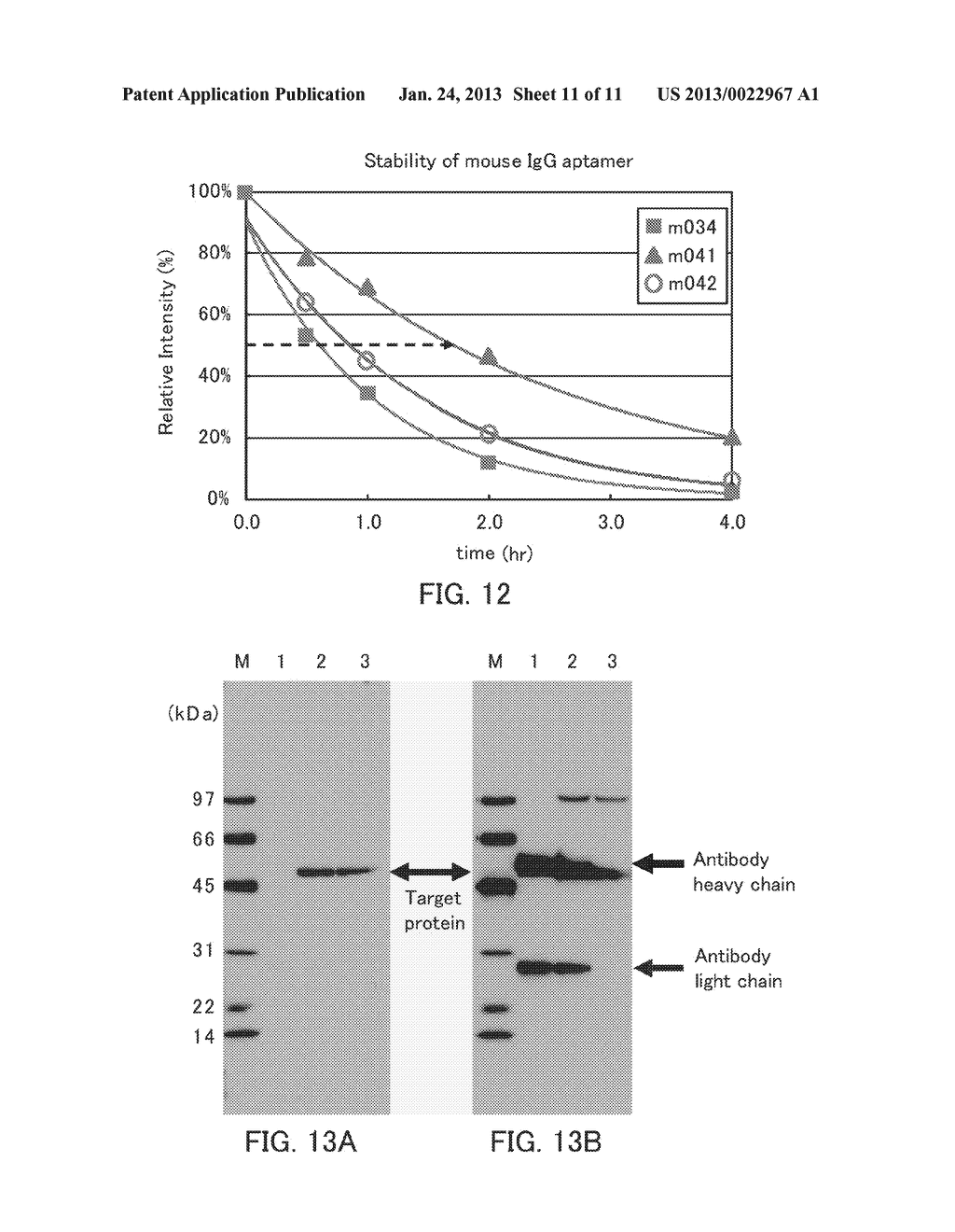 NUCLEIC ACID MOLECULE HAVING AFFINITY TO RODENT-DERIVED IgG ANTIBODY,     BINDER, DETECTION REAGENT, AND DETECTION KIT - diagram, schematic, and image 12