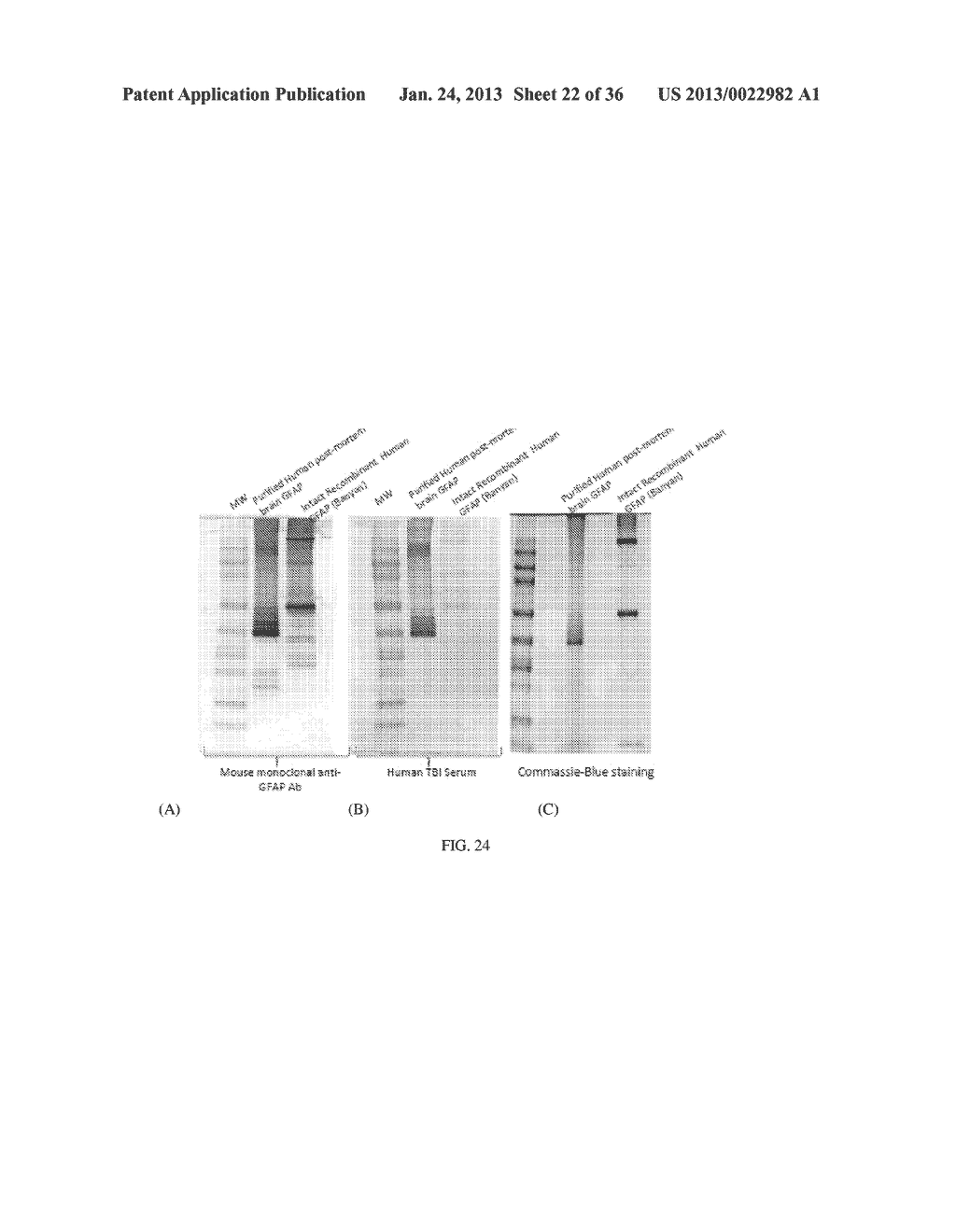 MICRO-RNA, AUTOANTIBODY AND PROTEIN MARKERS FOR DIAGNOSIS OF NEURONAL     INJURY - diagram, schematic, and image 23