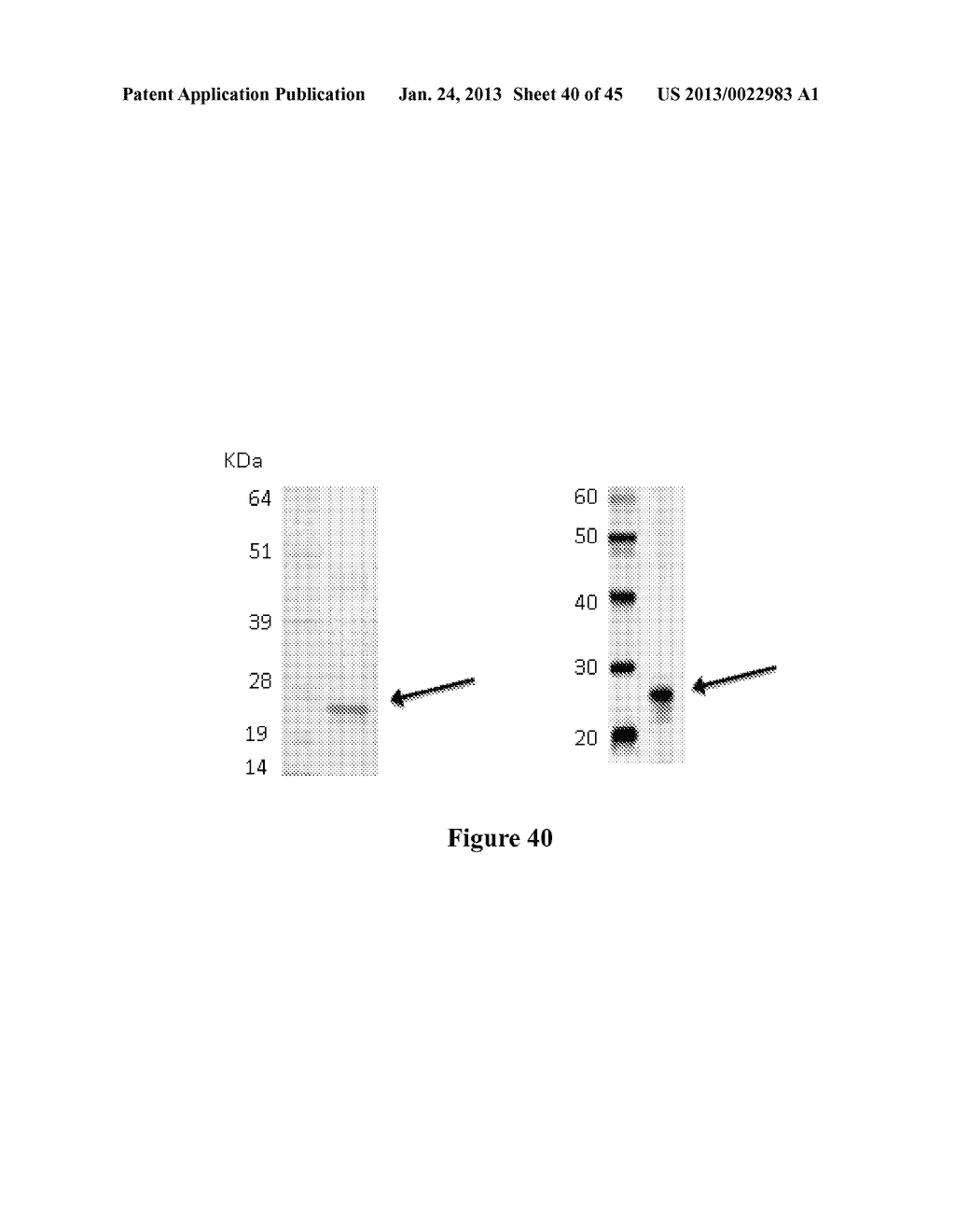 Colon and Rectal Tumor Markers and Methods of Use Thereof - diagram, schematic, and image 41