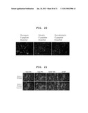 METHOD FOR MANUFACTURING PANCREATIC-HORMONE-PRODUCING CELLS diagram and image