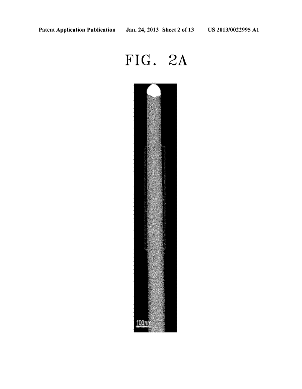 METAL NANOWIRE INCLUDING GOLD NANOCLUSTERS ON A SURFACE THEREOF FOR     BINDING TARGET MATERIAL AND METHOD OF BINDING THE TARGET MATERIAL TO THE     METAL NANOWIRE - diagram, schematic, and image 03