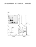 FLUOROGENIC SUBSTRATE FOR ADAMTS13 diagram and image