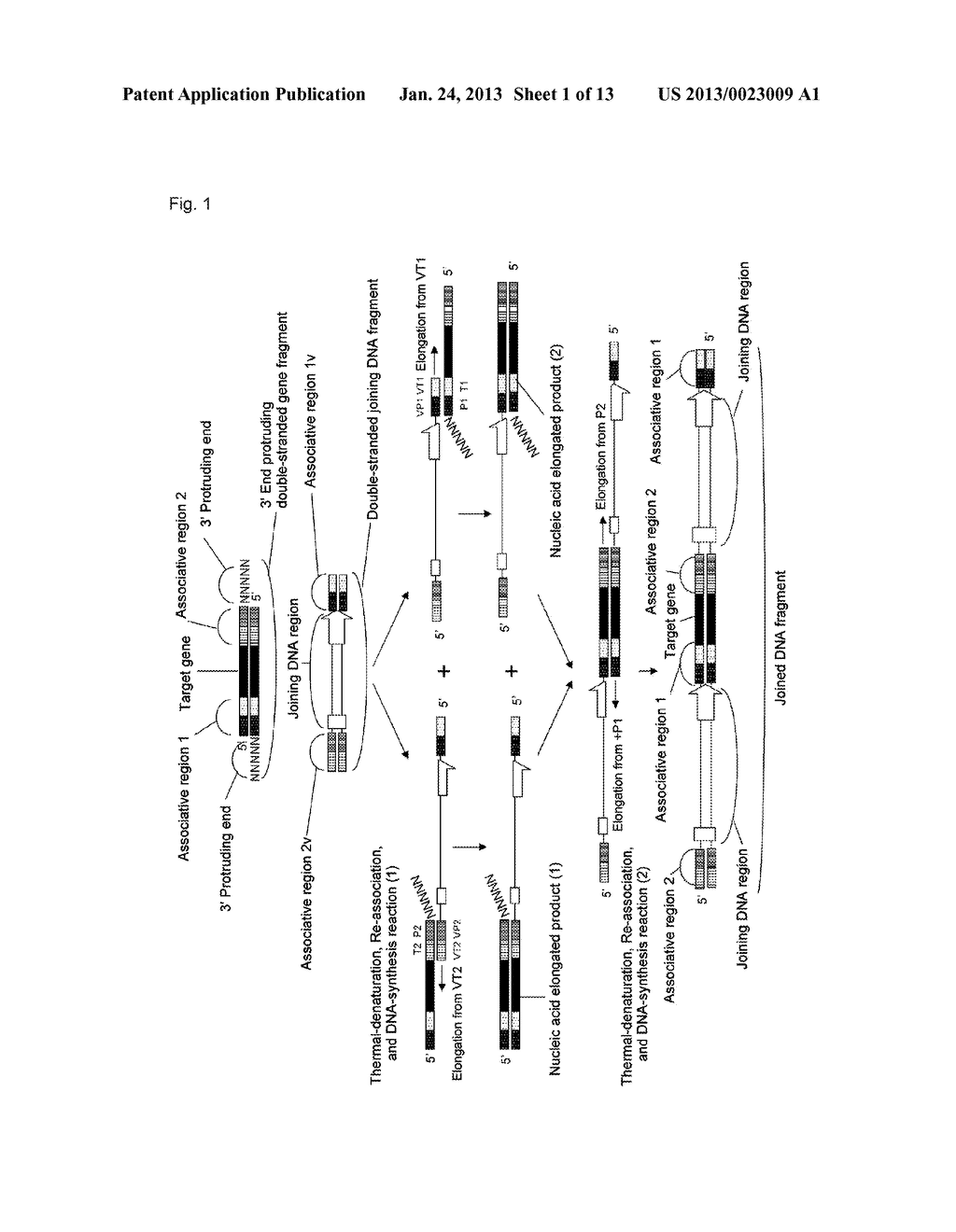 METHOD FOR SPECIFICALLY PRODUCING A JOINED DNA FRAGMENT COMPRISING A     SEQUENCE DERIVED FROM A TARGET GENE - diagram, schematic, and image 02