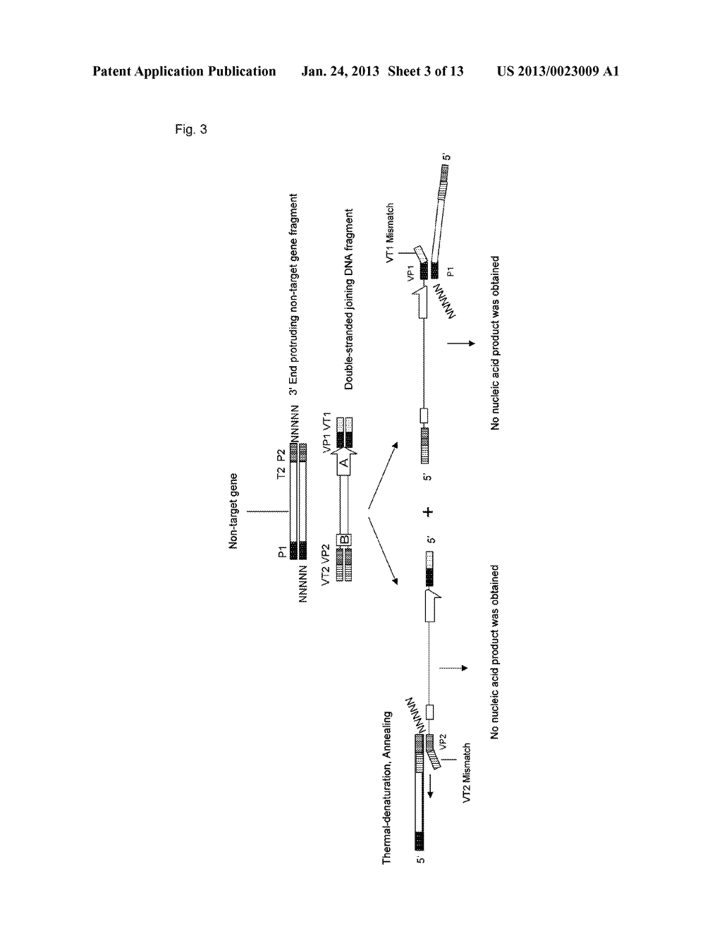 METHOD FOR SPECIFICALLY PRODUCING A JOINED DNA FRAGMENT COMPRISING A     SEQUENCE DERIVED FROM A TARGET GENE - diagram, schematic, and image 04