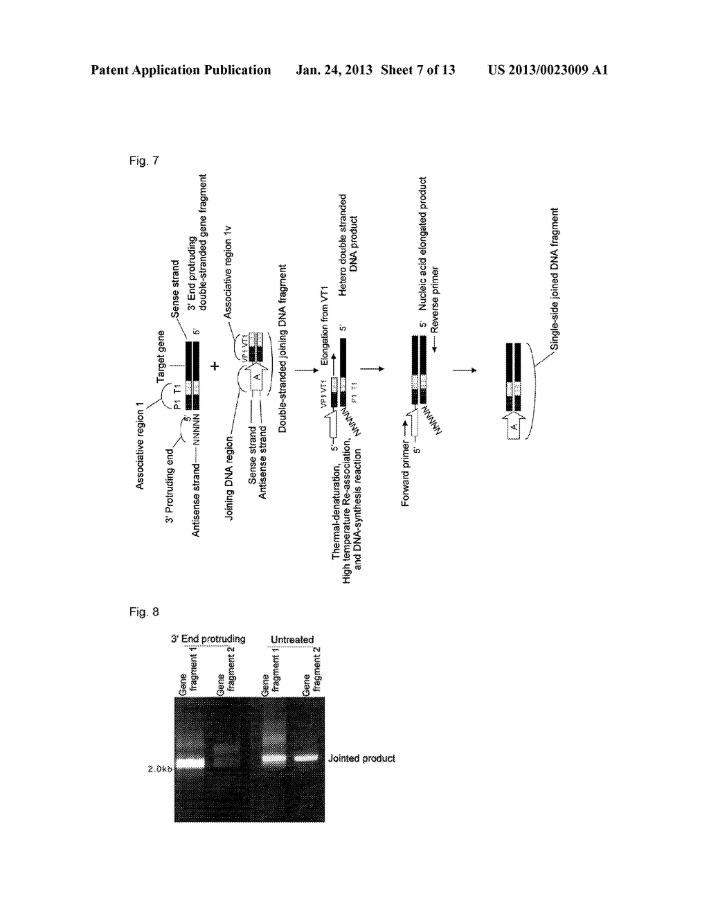 METHOD FOR SPECIFICALLY PRODUCING A JOINED DNA FRAGMENT COMPRISING A     SEQUENCE DERIVED FROM A TARGET GENE - diagram, schematic, and image 08