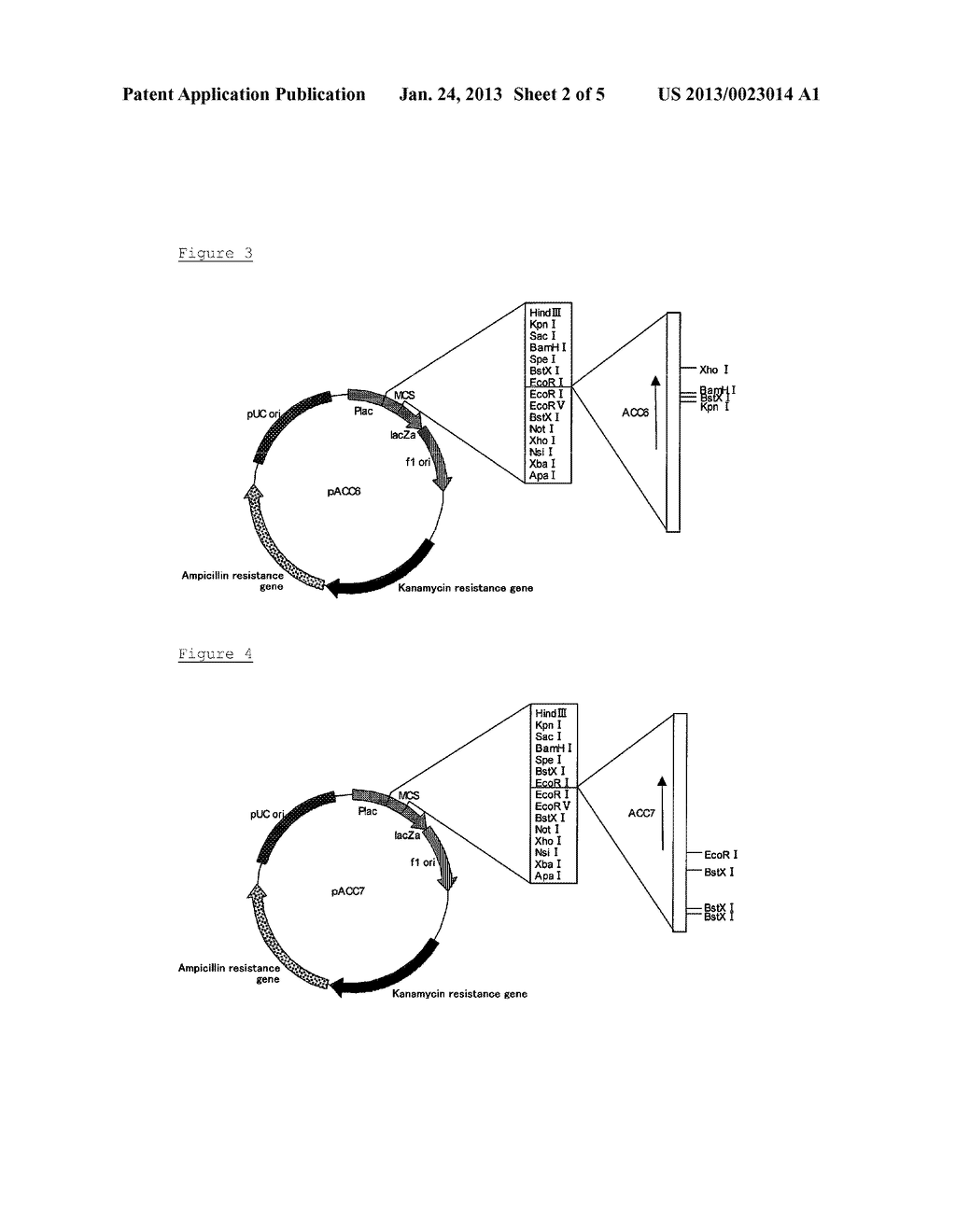 NOVEL CELLULASE GENE - diagram, schematic, and image 03