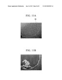 METHOD FOR SEPARATING CELLS, CELL CULTURE SUBSTRATE, AND DEVICE FOR     SEPARATING CELLS diagram and image