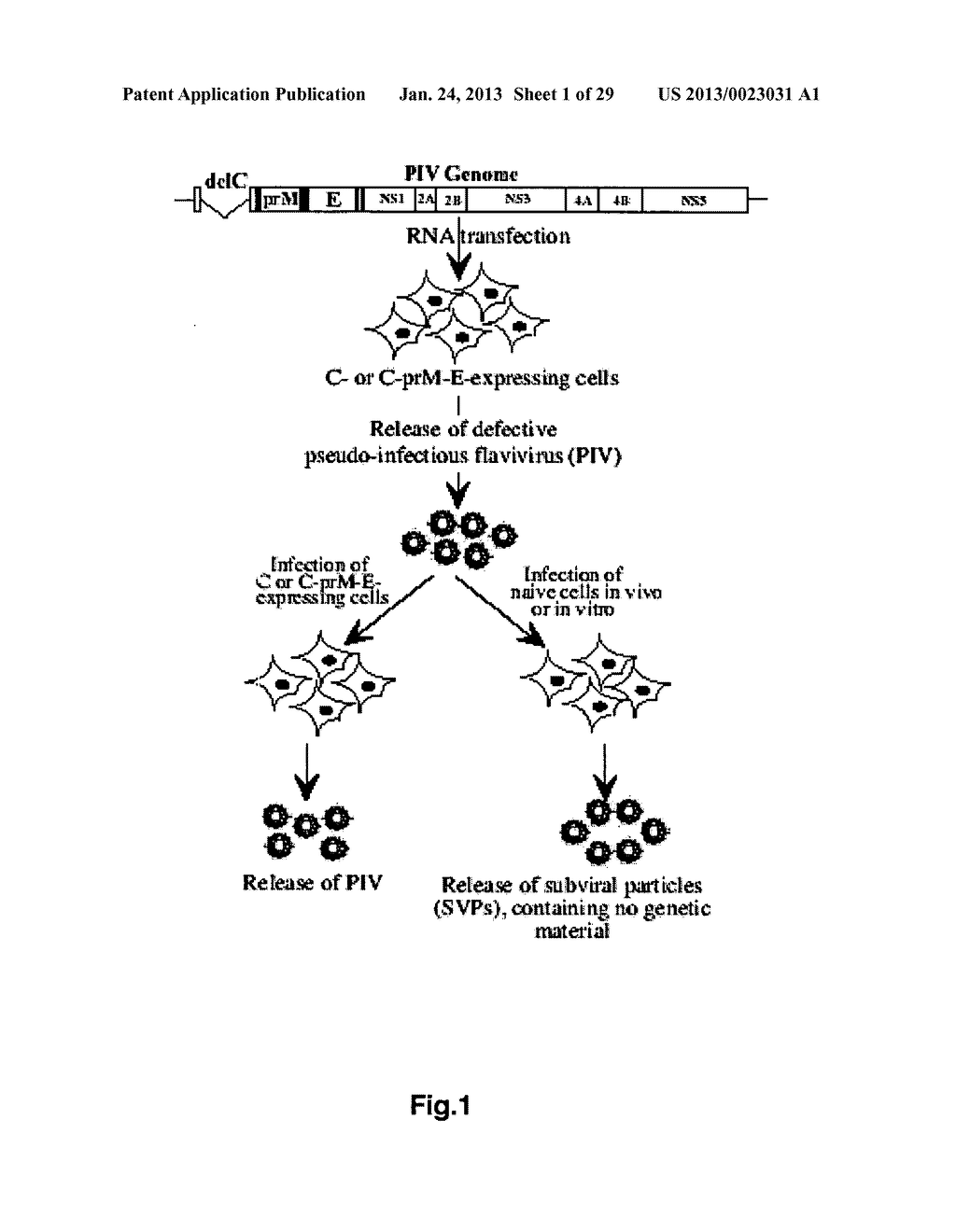 Pseudoinfectious Flavivirus and Uses Thereof - diagram, schematic, and image 02