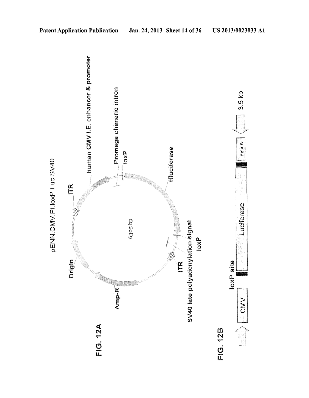 PHARMACOLOGICALLY INDUCED TRANSGENE ABLATION SYSTEM - diagram, schematic, and image 15