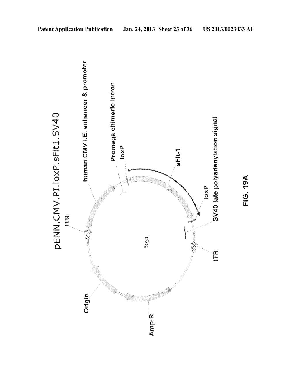 PHARMACOLOGICALLY INDUCED TRANSGENE ABLATION SYSTEM - diagram, schematic, and image 24