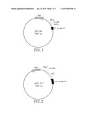 NUCLEIC ACID CONSTRUCT, RECOMBINANT VECTOR, AND RECOMBINANT E. COLI     PRODUCING CHICKEN ANEMIA VIRUS VP1 PROTEIN diagram and image